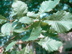 Swamp Chestnut Oak leaves