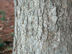 Swamp Chestnut Oak bark