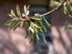 Swamp Chestnut Oak flowers: male