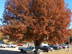 Nuttall Oak form: fall color