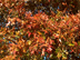 Nuttall Oak leaves: fall color