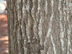 Shumard Oak bark