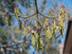 Shumard Oak flowers: male