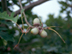 Shumard Oak fruit