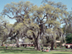 Live Oak form: early spring