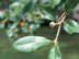 Live Oak leaves and young fruit