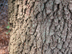 Live Oak bark