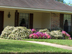 Indian Hawthorn form (and petunias)