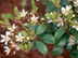 Indian Hawthorn flowers