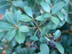 Indian Hawthorn leaves and fruit