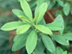 Indian Azalea leaves