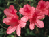 Indian Azalea flowers: 'Daphne Salmon'