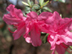 Indian Azalea flowers: 'Elegans'