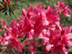 Indian Azalea flowers: 'Fisher Pink'