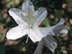 Indian Azalea flowers: 'G. G. Gerbing'