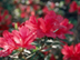Indian Azalea flowers: 'President Clay'