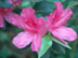 Indian Azalea flowers: 'Pride of Mobile'