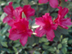 Indian Azalea flowers: 'Red Formosa'