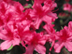 Indian Azalea flowers: 'Southern Charm'