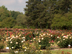 LSU All American Rose Test Garden