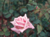 Rose form: 'Belinda's Dream'