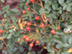 Rose hips (fruit)