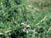 Rosemary leaves: var. 'Prostratus'