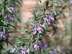 Rosemary flowers