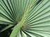 Dwarf Palm leaf