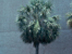 Cabbage Palm form