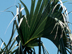 Cabbage Palm leaves