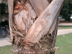Cabbage Palm trunk