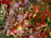 Chinese Tallow Tree leaves: fall color
