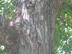 Chinese Tallow Tree bark