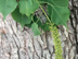 Chinese Tallow Tree leaves and flowers