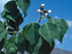 Chinese Tallow Tree leaves and fruit