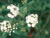 Reeve's Spirea flowers