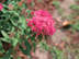 Anthony Waterer Spirea flowers