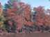 Baldcypress form: fall color