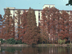 Baldcypress form: fall color