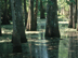 Baldcypress form: swamp habitat