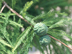 Baldcypress flowers: female cone