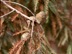 Baldcypress flowers: femmale cone