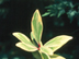 Cleyera leaves: var. 'Variegata'