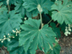 Rice Paper Plant leaves