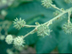 Rice Paper Plant flowers