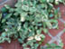 Asian Jasmine leaves: variegated