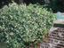 Confederate Jasmine form