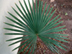Windmill Palm leaves