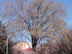 American Elm form: spring